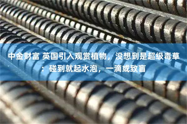 中金财富 英国引入观赏植物，没想到是超级毒草：碰到就起水泡，一滴或致盲